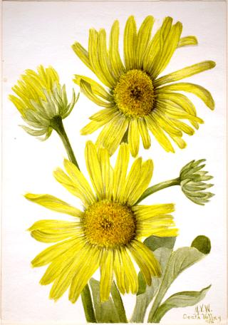 Satinleaf Goldenhead (Enceliopsis covillei)