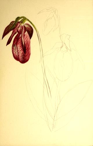 Untitled (Unfinished Sketch)