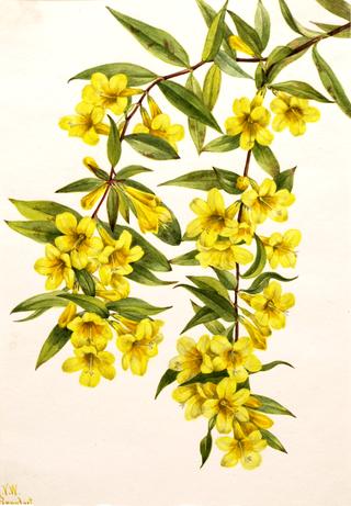 Carolina Jessamine (Gelsemium sempervirens)