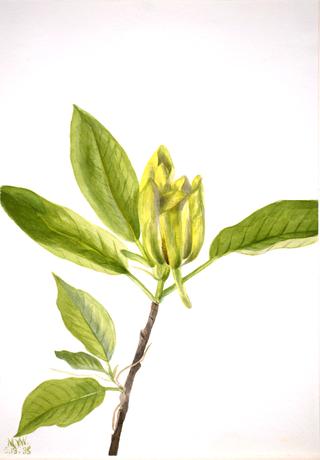 Cucumber Tree (Magnolia scuminata)