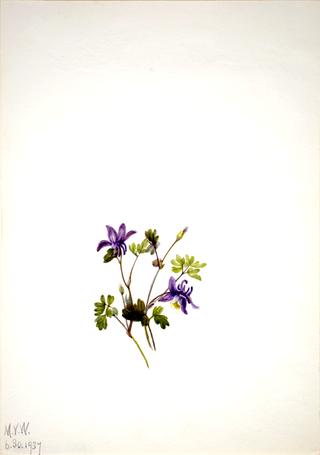 Blue Columbine (Aquilegia saximontana)
