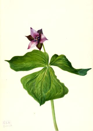 Trillium erectum