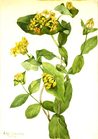 Douglas Honeysuckle (Lonicera glaucescens)