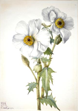Prickly Poppy (Argemone hispeda)