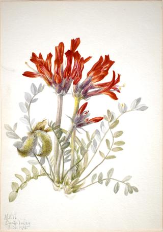 Scarlet Loco (Astragalus coccineus)