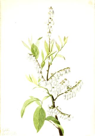 Plant Study