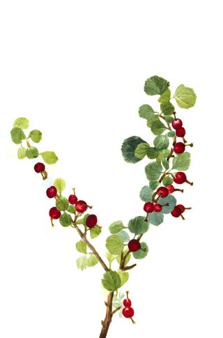 Currant (unfinished) (Ribes species)