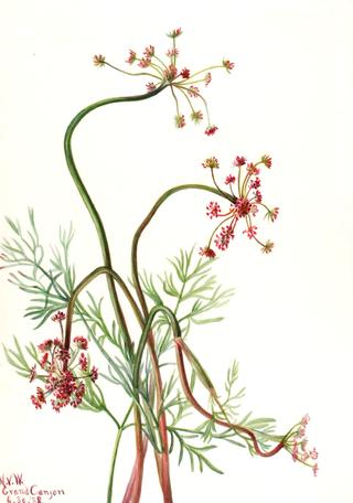 Pseudocymopterus montanus