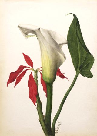 Calla Lily