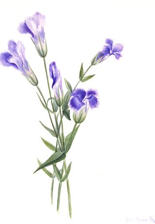 Fringed Gentian (Gentiana crinita)