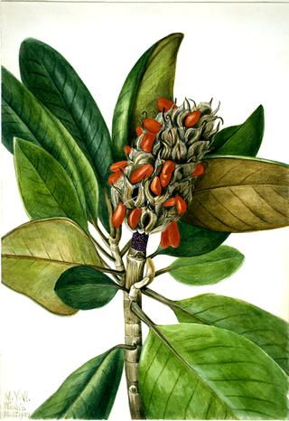 Southern Magnolia (Magnolia grandiflora)