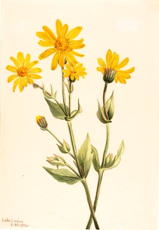Arnica (Arnica latifolia)