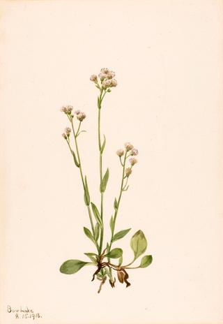 Pussy-Toes (Antennaria racemosa)