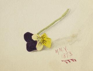 Pansy