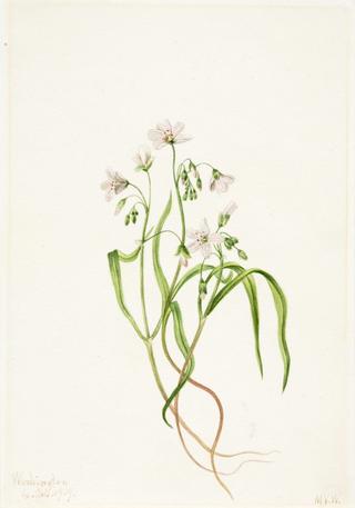 Virginia Springbeauty (Claytonia virginica)