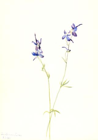 Blue Larkspur (Delphinium nuttallianum)