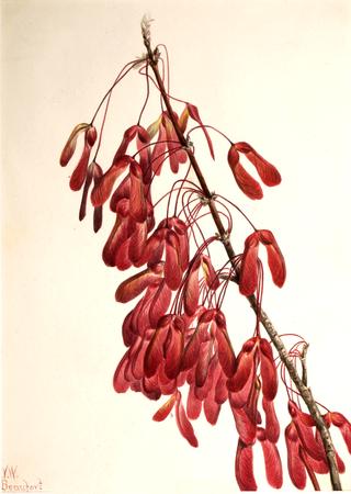 Carolina Maple (Acer carolinianum)