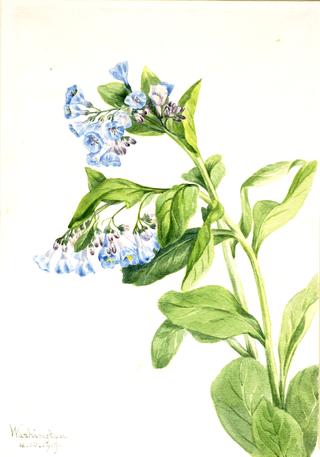 Virginia Bluebells (Mertensia virginica)