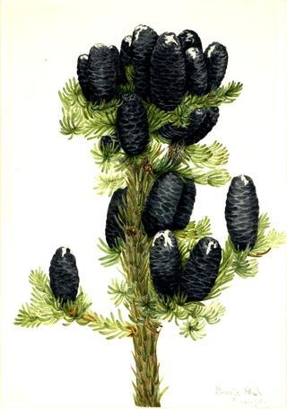 Alpine Fir (Abies lasiocarpa)
