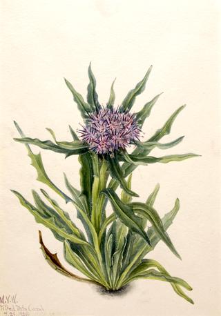 Saussurea (Saussurea densa)