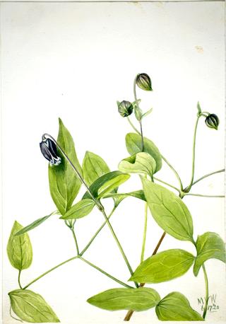 Leather Flower (Clematis viorna)