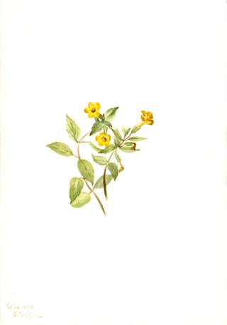 Musk-Flower (Mimulus moschatus)