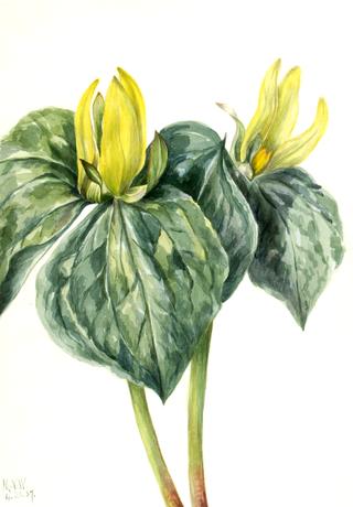 Whippoorwill Flower (Trillium hugeri)