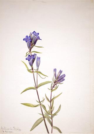 Gentian (Gentiana affinis)