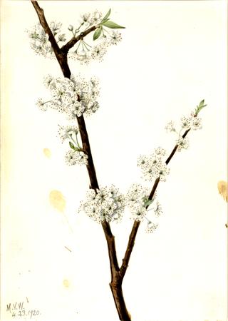Chickasaw Plum (Prunus angustifolia)