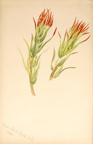Plant Study
