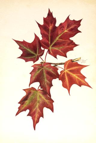 Autumn Leaves