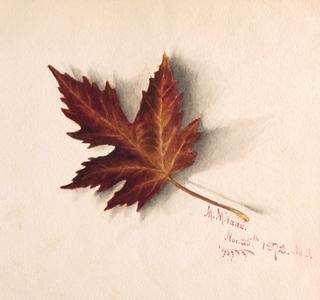 Autumn Leaf