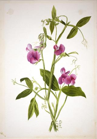 Flower Study