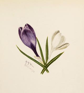 Crocuses