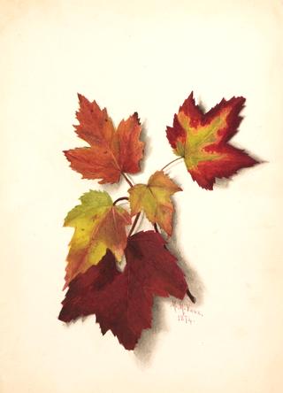 Autumn Leaves