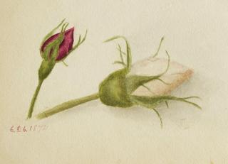 Rosebuds