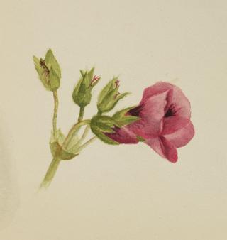 Flower Study