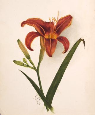 Lily