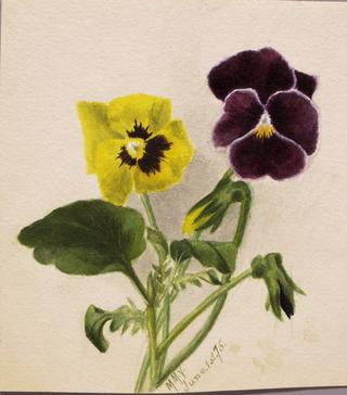Pansies