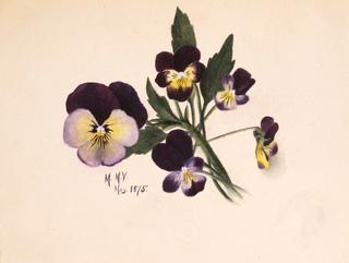 Pansies