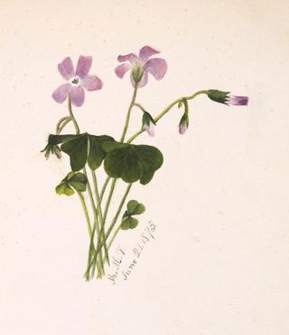 Flower Study