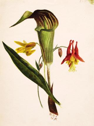 Jack in the Pulpit
