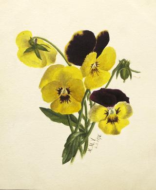 Pansies