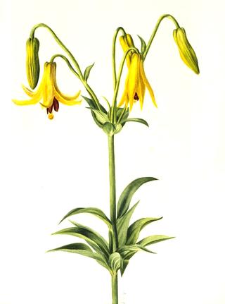 Canada Lily (Lilium canadense)