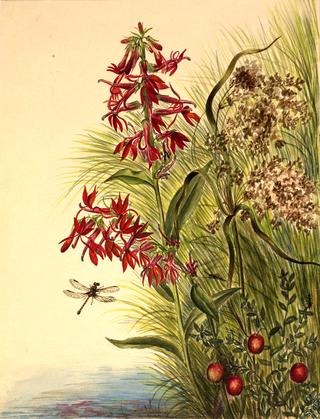Cardinal Flower (Lobelia cardinalis)