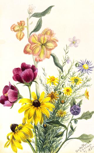 Group of Flowers