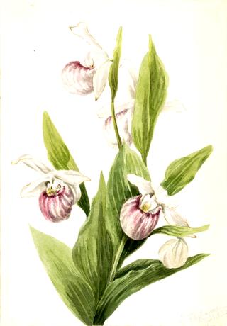 Queen's Slipper (Cypripedium reginae)