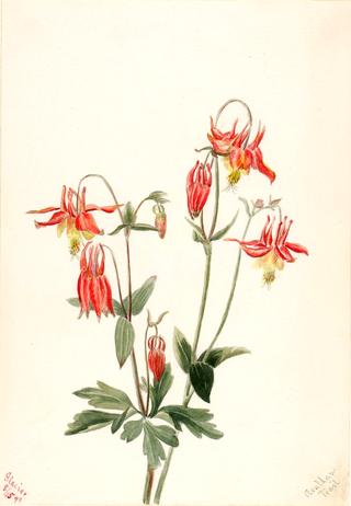 Red Columbine (Aquilegia formosa)