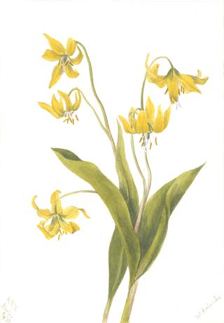 Glacierlily (Erythronium grandiflorum)
