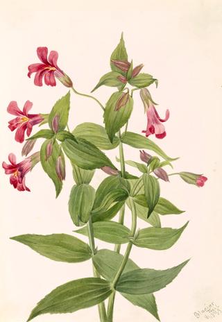 Lewis Monkey Flower (Mimulus lewisii)